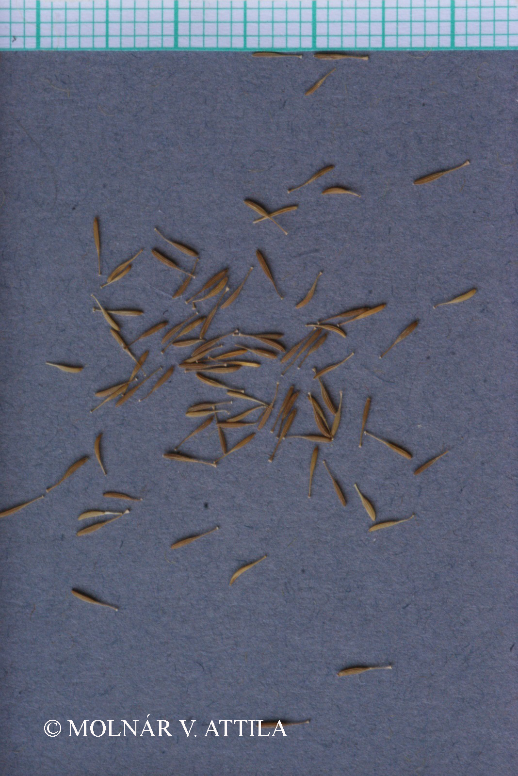 Crepis capillaris (L.) Wallr.