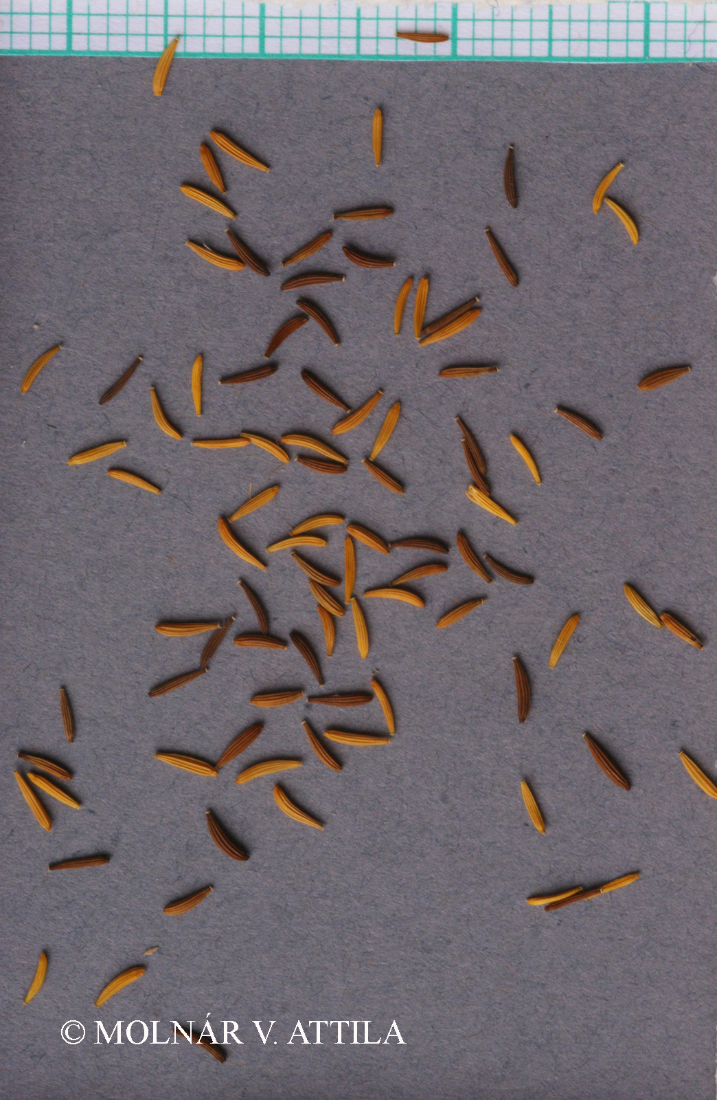 Crepis nicaeensis Balb.