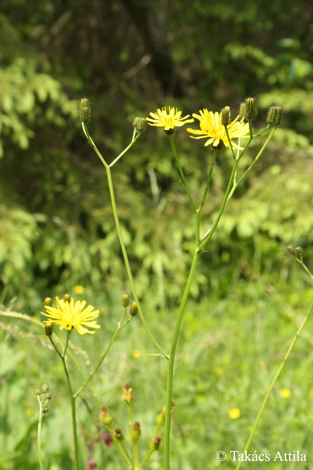 Crepis paludosa (L.) Moench