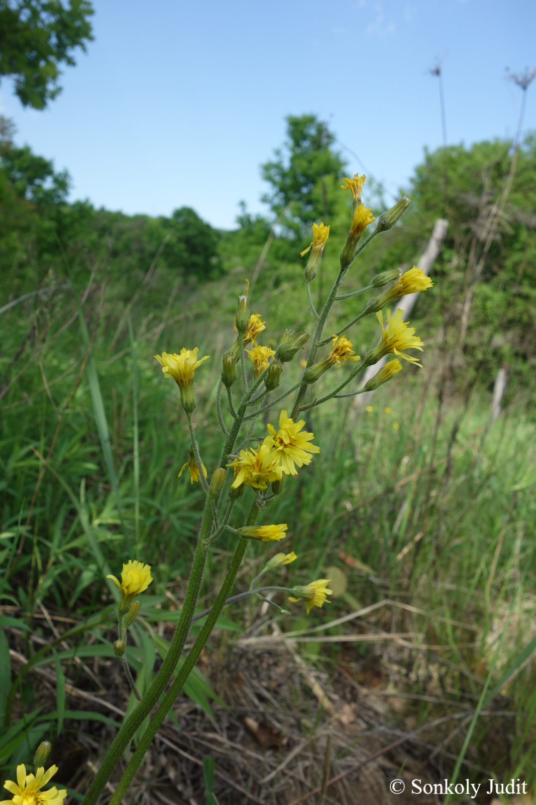 Crepis praemorsa (L.) Walther