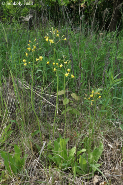 Crepis praemorsa (L.) Walther 2.Image