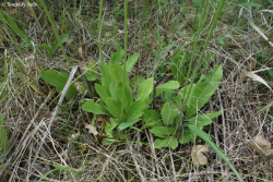 Crepis praemorsa (L.) Walther 3.Image