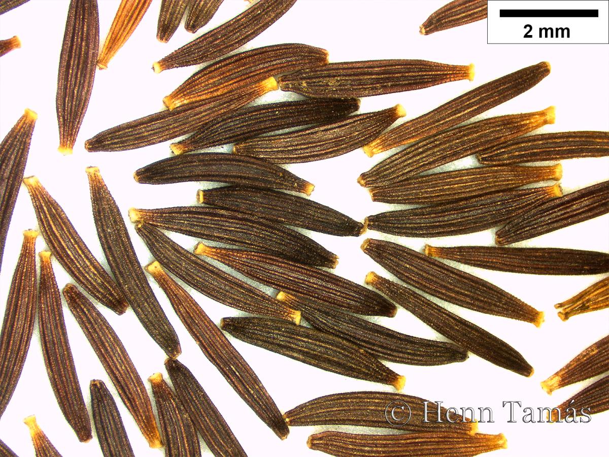 Crepis pulchra L.