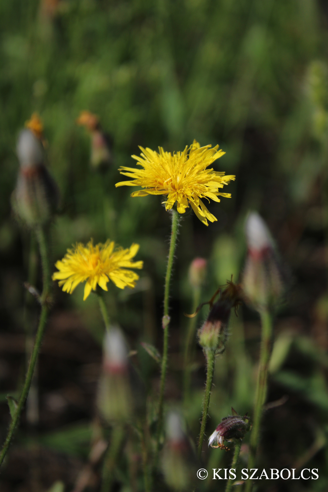 Crepis rhoeadifolia M. Bieb.