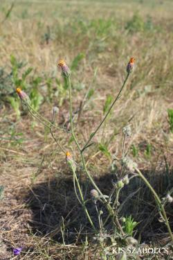 Crepis rhoeadifolia M. Bieb. 2.Image