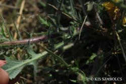 Crepis rhoeadifolia M. Bieb. 3.Image