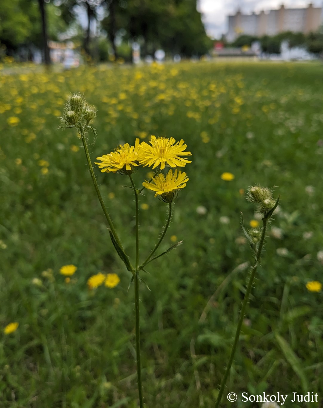 Crepis setosa Haller