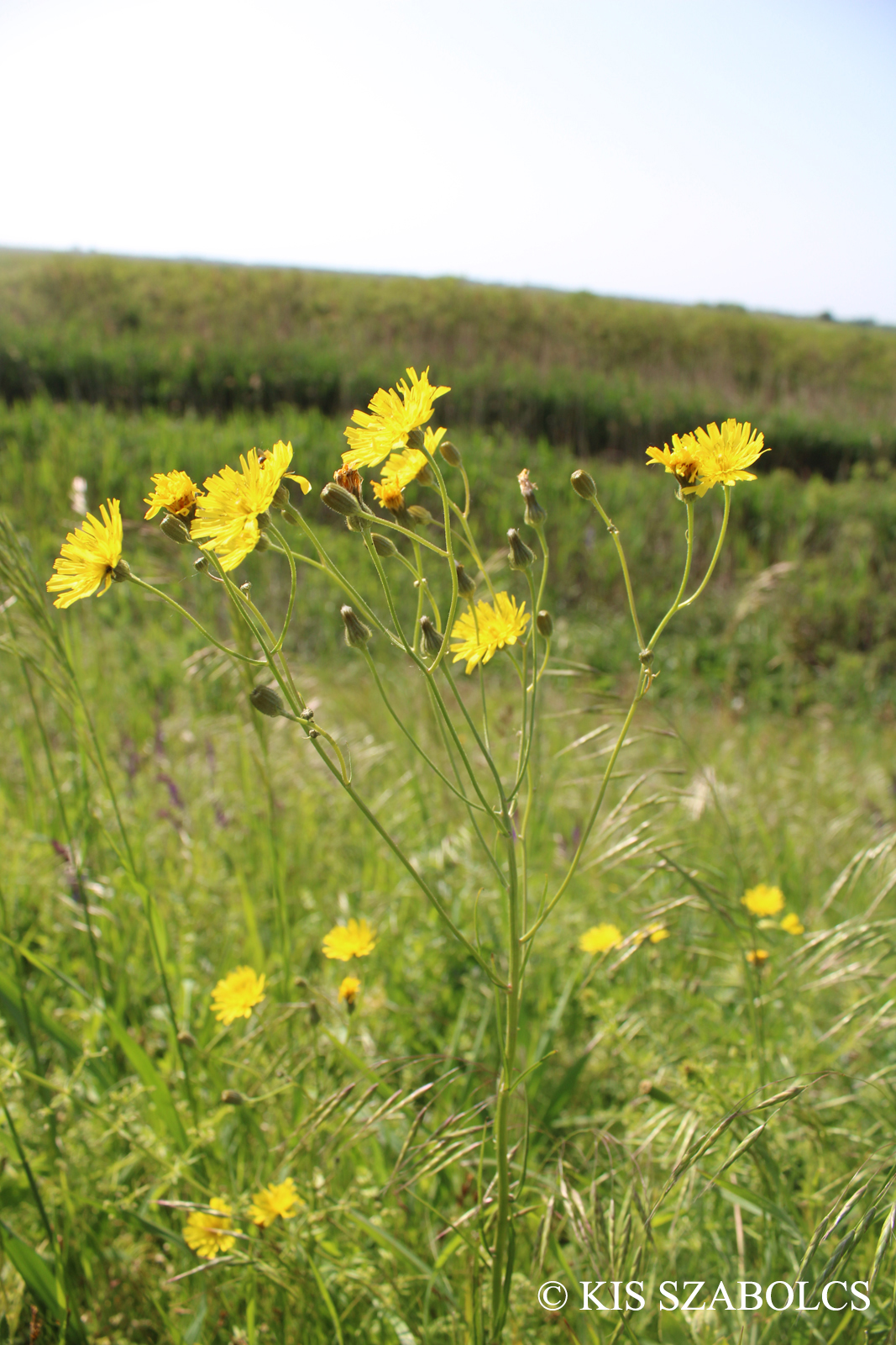 Crepis tectorum L.
