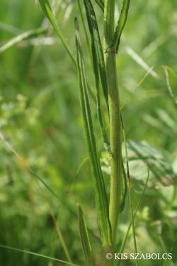 Crepis tectorum L. 2.Image