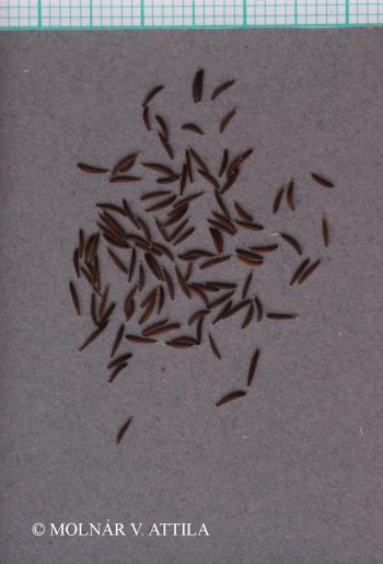 Crepis tectorum L. 3.Image