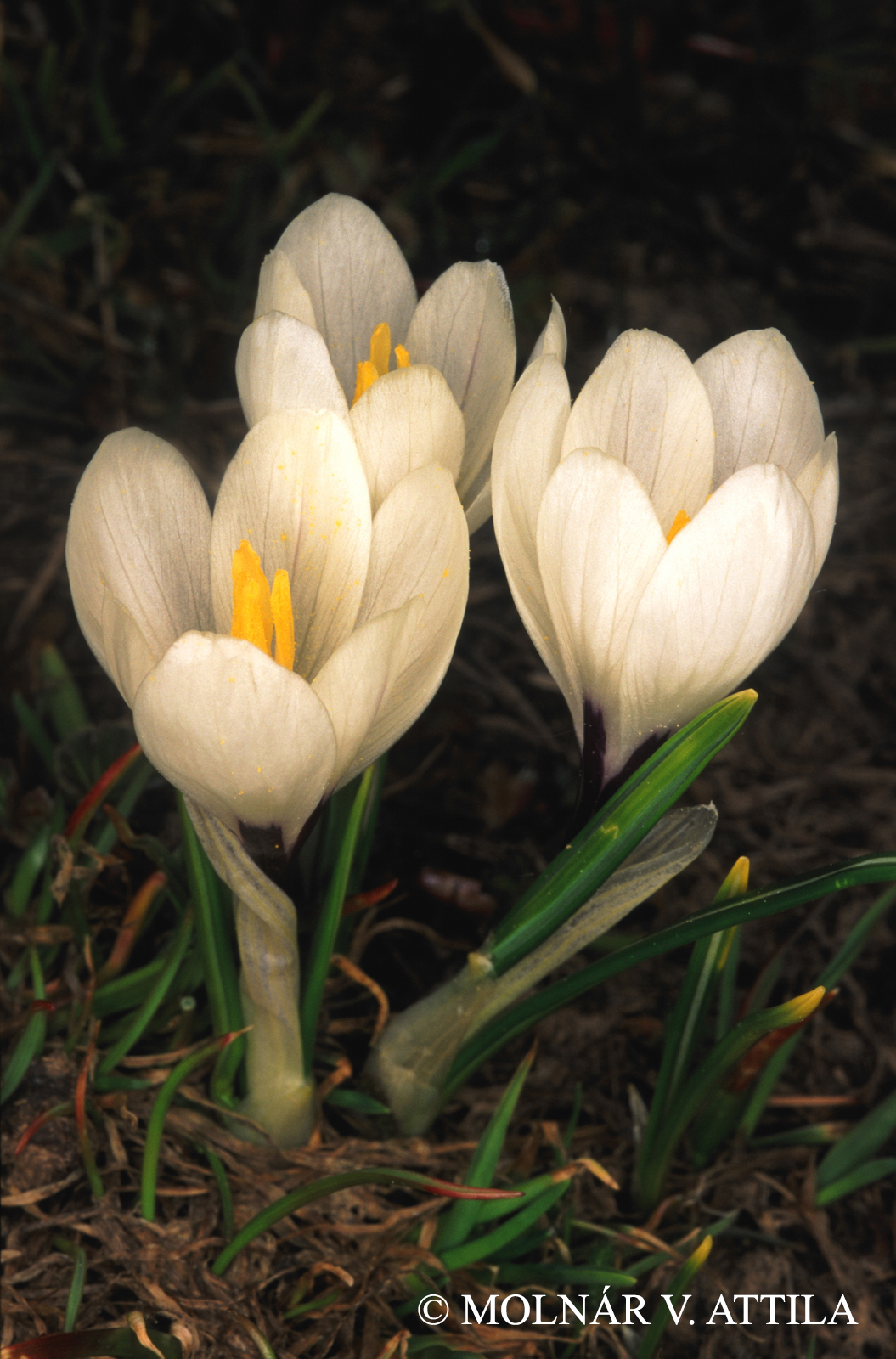Crocus albiflorus Kit.