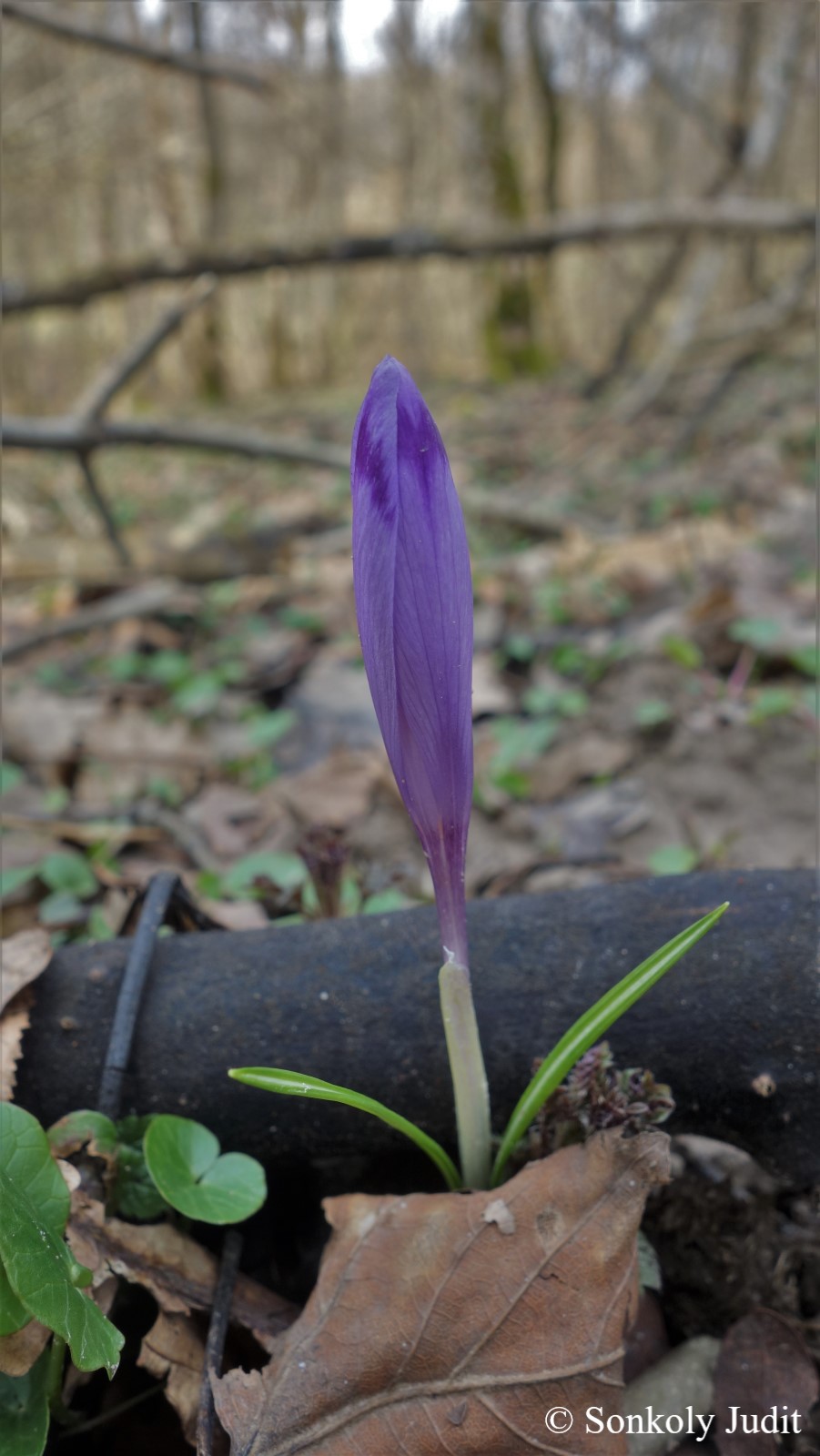 Crocus heuffelianus Herb.