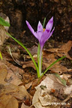 Crocus heuffelianus Herb. 2.Image