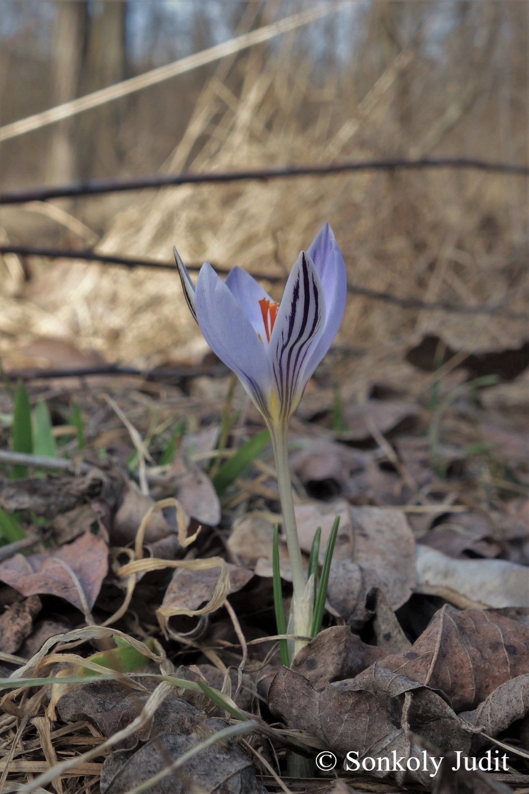 Crocus reticulatus Steven