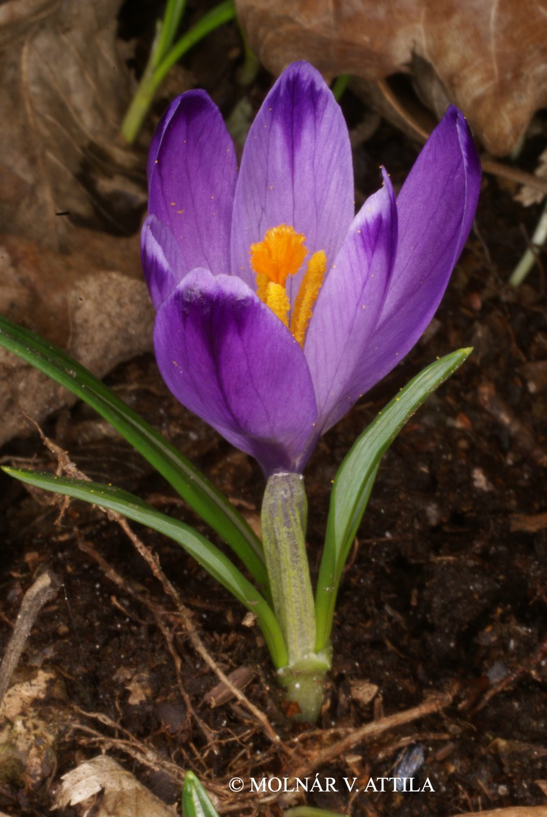 Crocus vittatus Schloss. et Vuk.