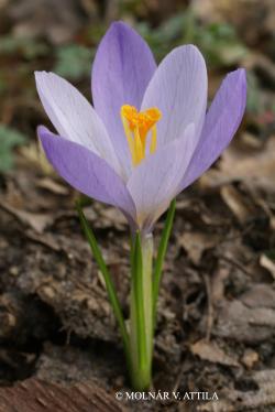 Crocus vittatus Schloss. et Vuk. 2.Image