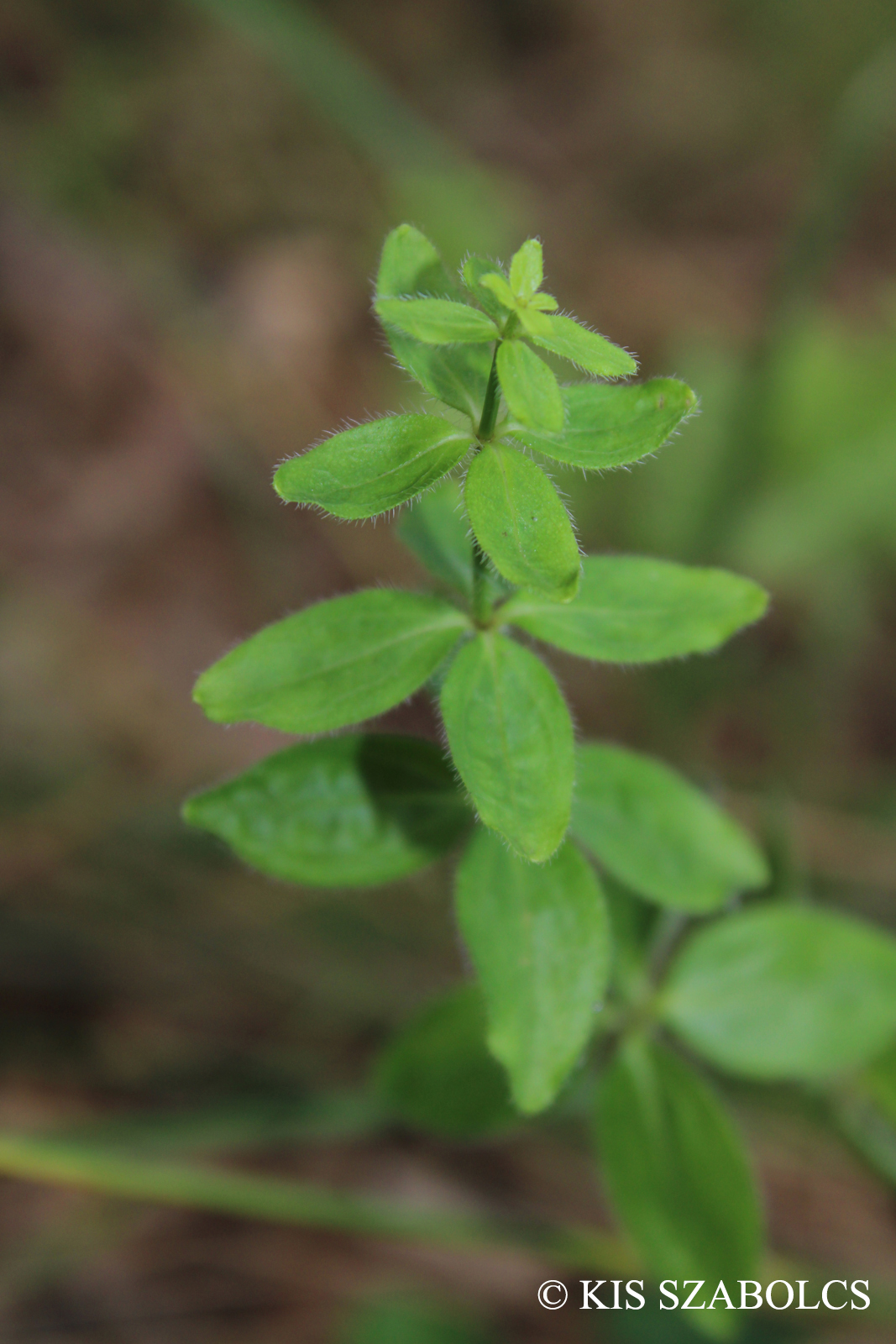 Cruciata glabra (L.) Ehrend.