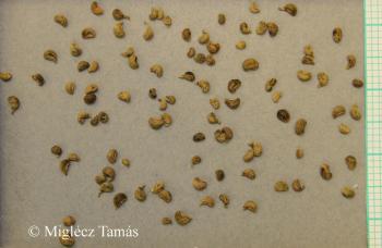 Cruciata glabra (L.) Ehrend. 2.Image