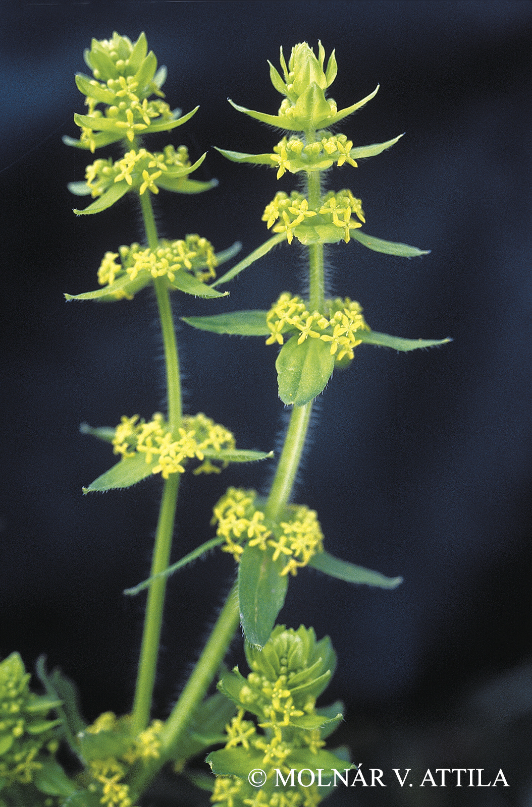 Cruciata laevipes Opiz