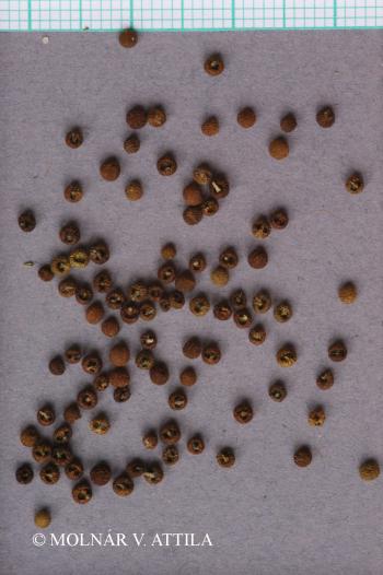 Cruciata laevipes Opiz 3.Image