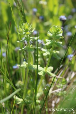 Cruciata laevipes Opiz 2.Image