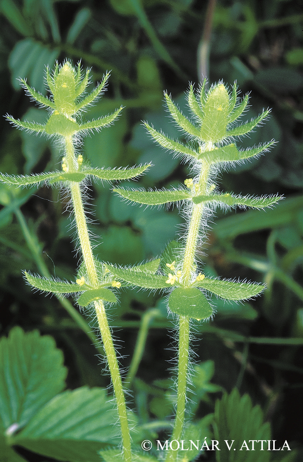 Cruciata pedemontana (Bellardi) Ehrend.