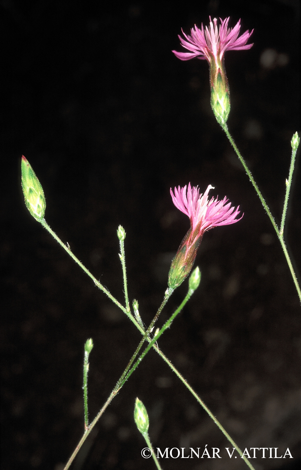 Crupina vulgaris Cass.