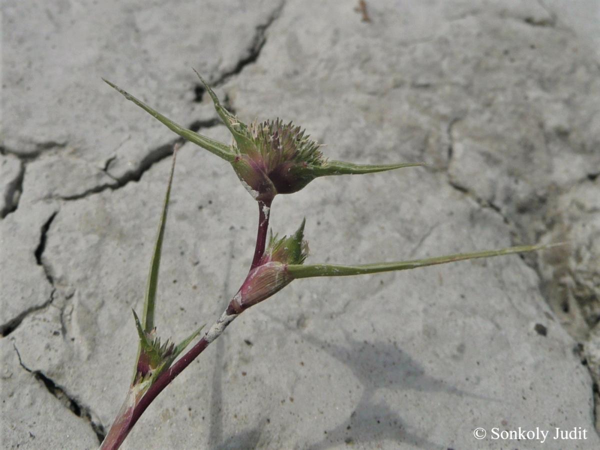 Crypsis aculeata (L.) Aiton