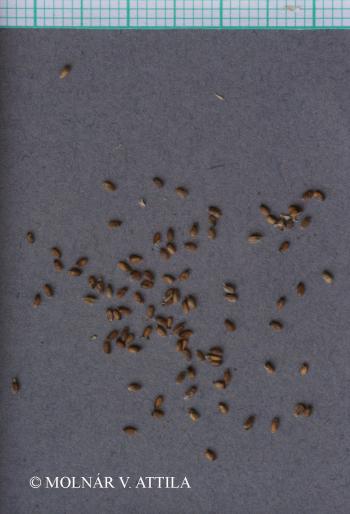 Crypsis aculeata (L.) Aiton 3.Image