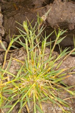 Crypsis aculeata (L.) Aiton 2.Image