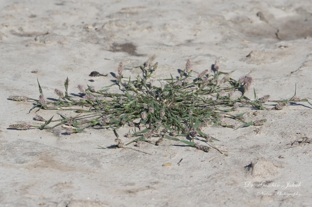 Crypsis schoenoides (L.) Lam.