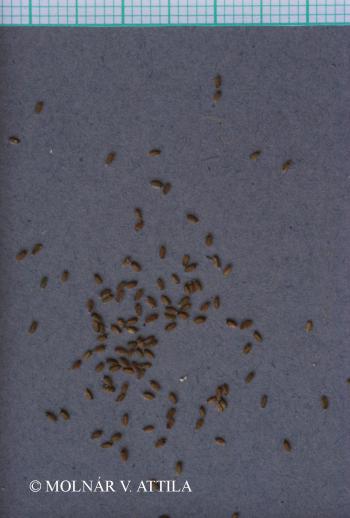 Crypsis schoenoides (L.) Lam. 2.Image