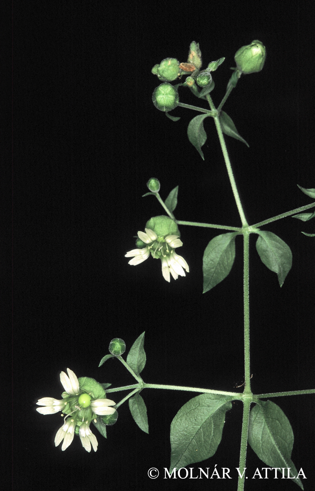 Cucubalus baccifer L.