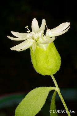 Cucubalus baccifer L. 3.Image