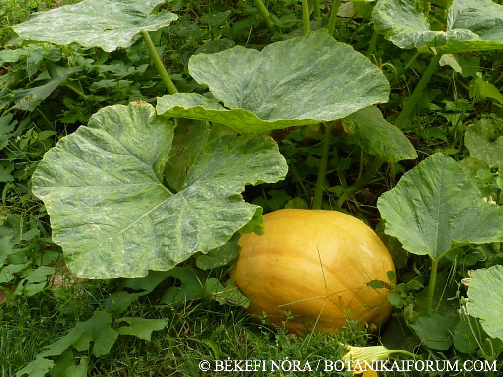Cucurbita maxima Duch.