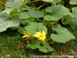 Cucurbita maxima Duch. 2.Image