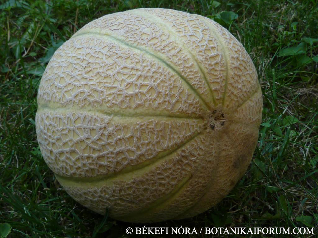 Cucumis melo L.