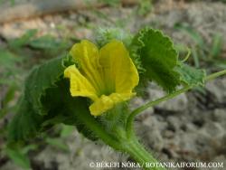 Cucumis melo L. 2.Image