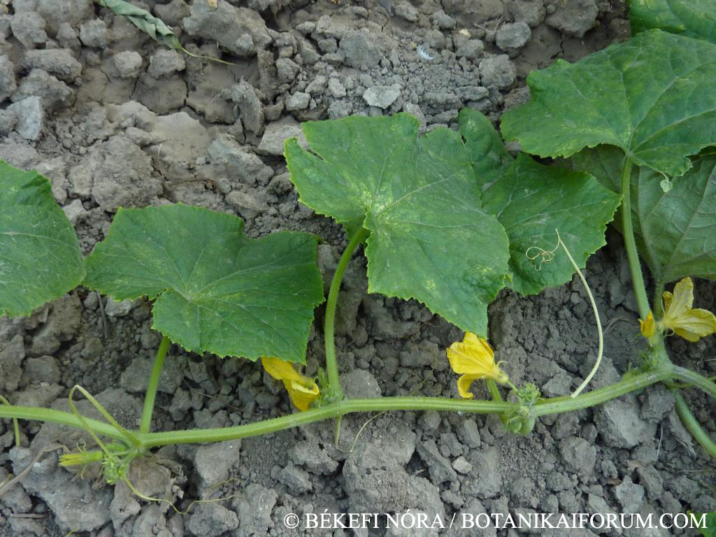 Cucumis sativus L.