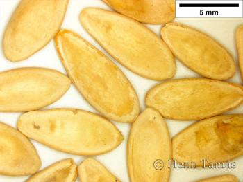 Cucumis sativus L. 2.Image