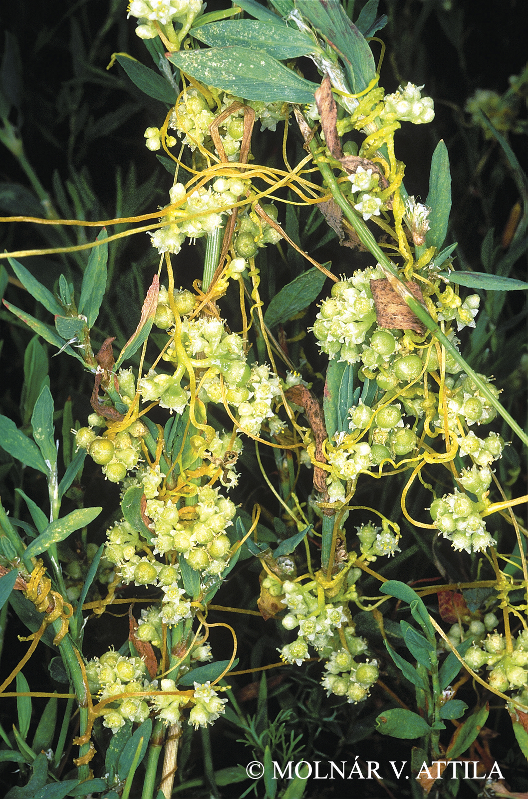 Cuscuta campestris Yunck.