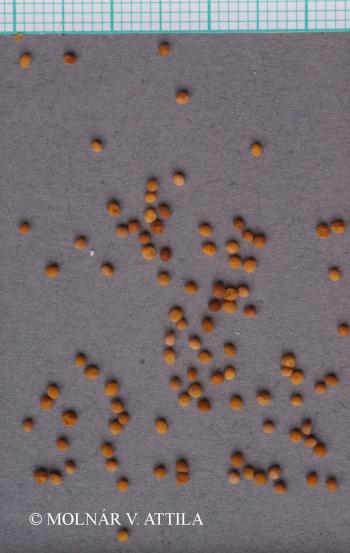 Cuscuta campestris Yunck. 2.Image