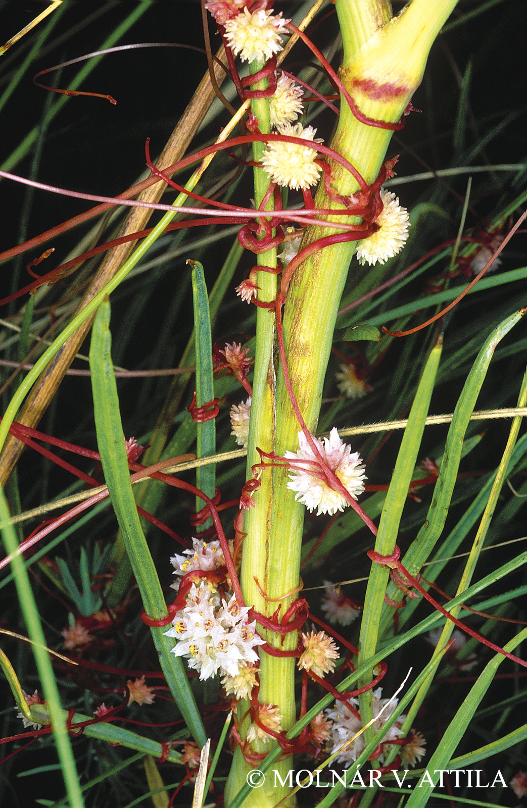 Cuscuta epithymum (L.) Nath.