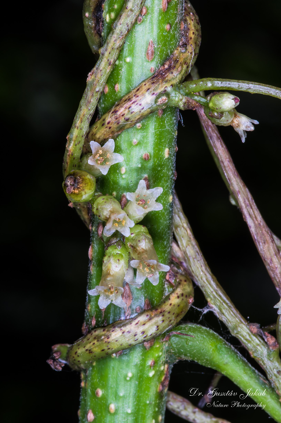 Cuscuta lupuliformis Krock.