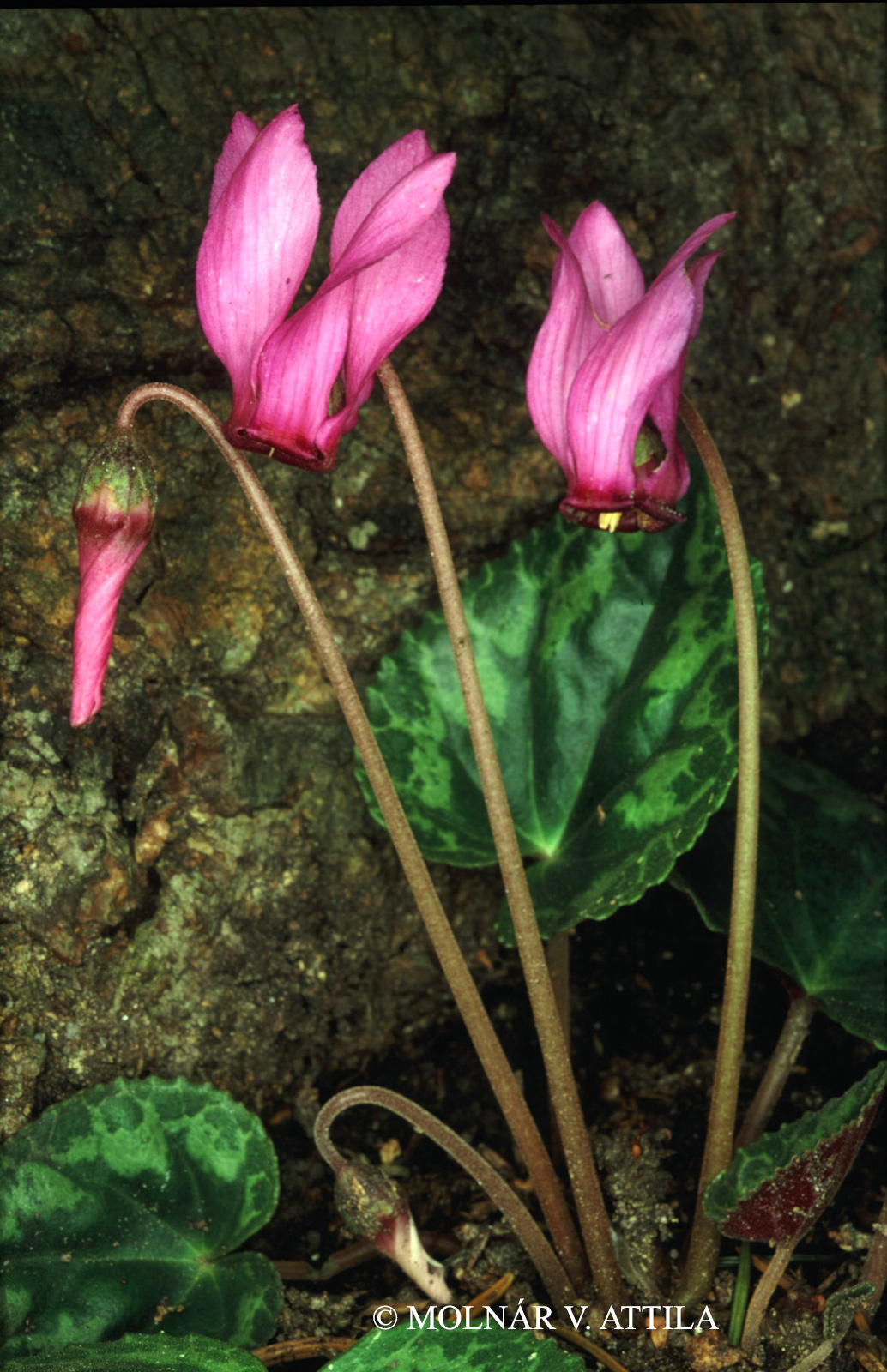 Cyclamen purpurascens Mill.