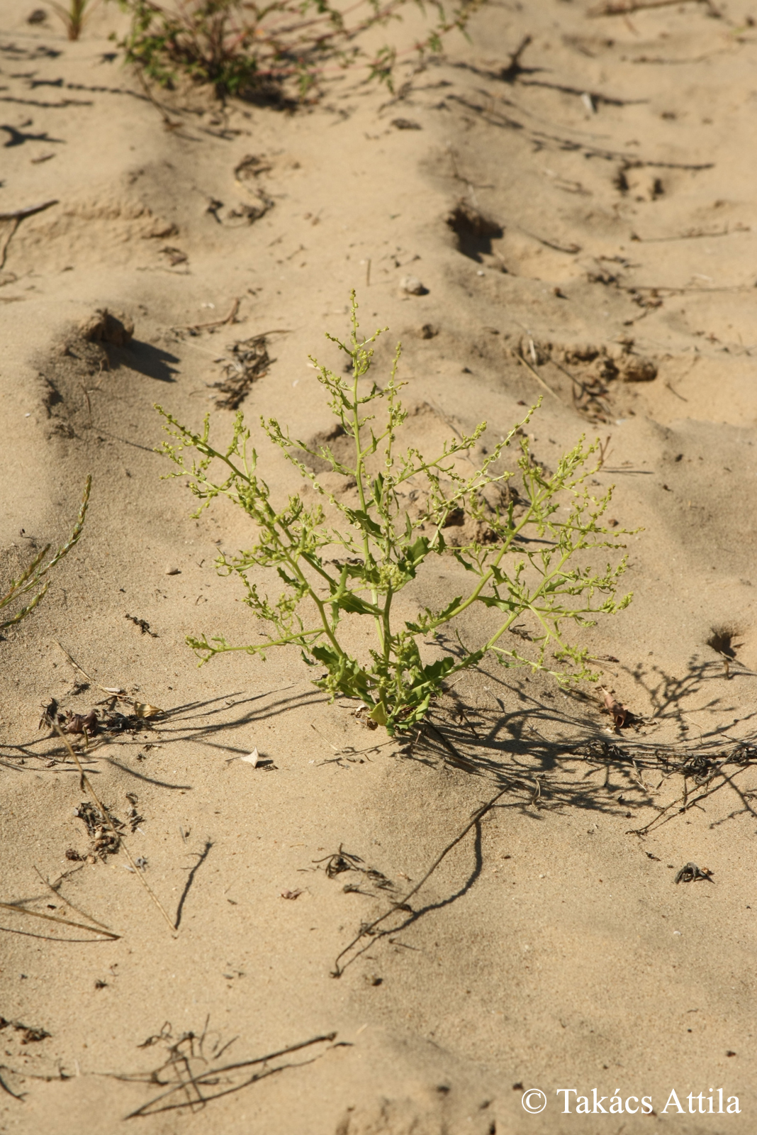 Cycloloma atriplicifolia (Spreng.) J.M. Coult.