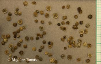 Cycloloma atriplicifolia (Spreng.) J.M. Coult. 2.Image