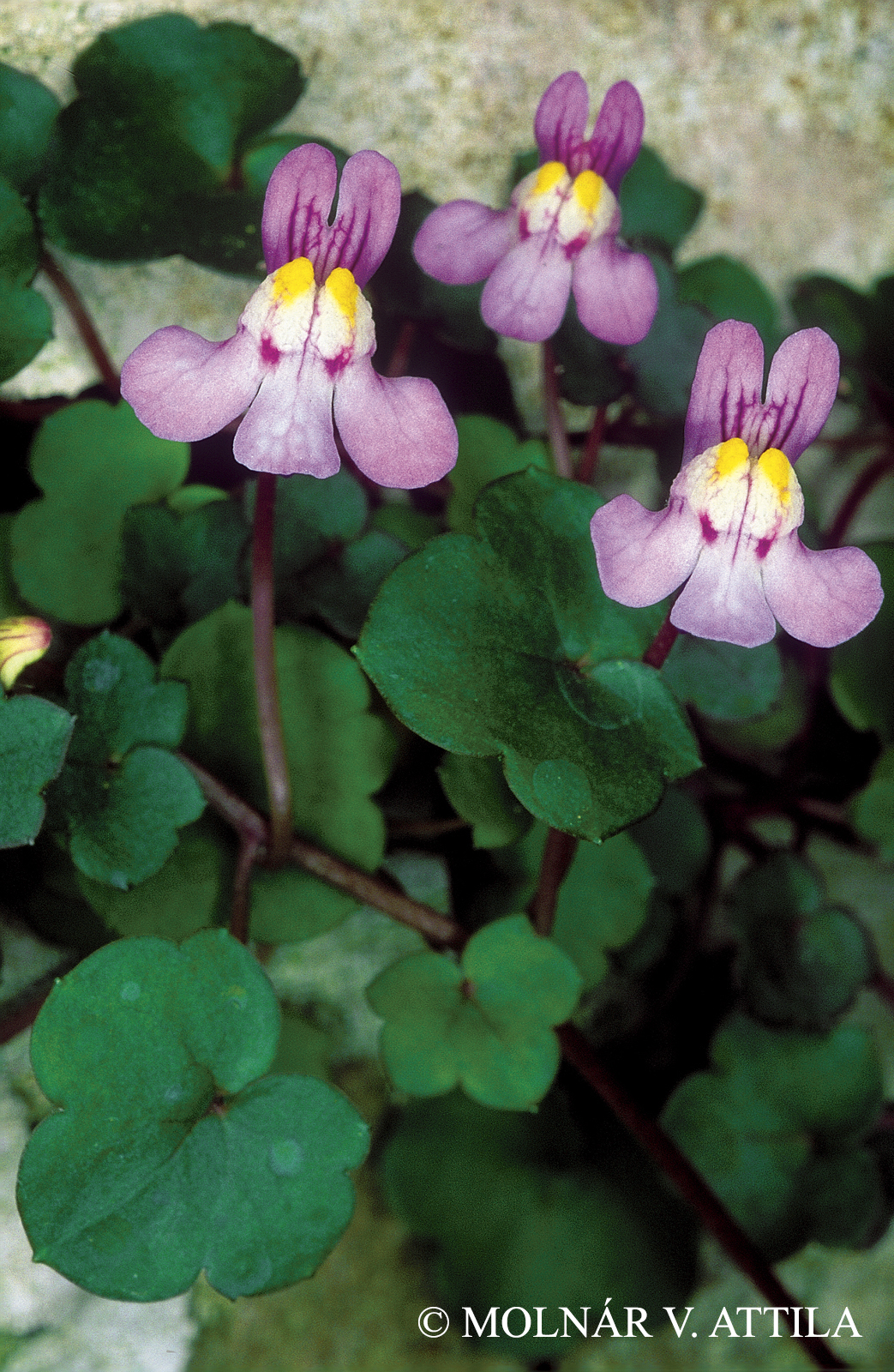 Cymbalaria muralis G. Gaertn., B. Mey. et Scherb.