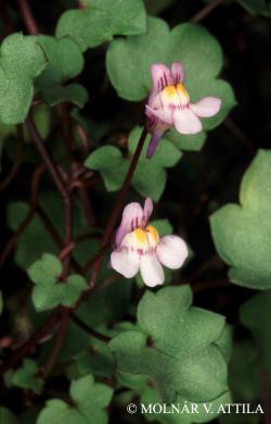 Cymbalaria muralis G. Gaertn., B. Mey. et Scherb. 2.Image
