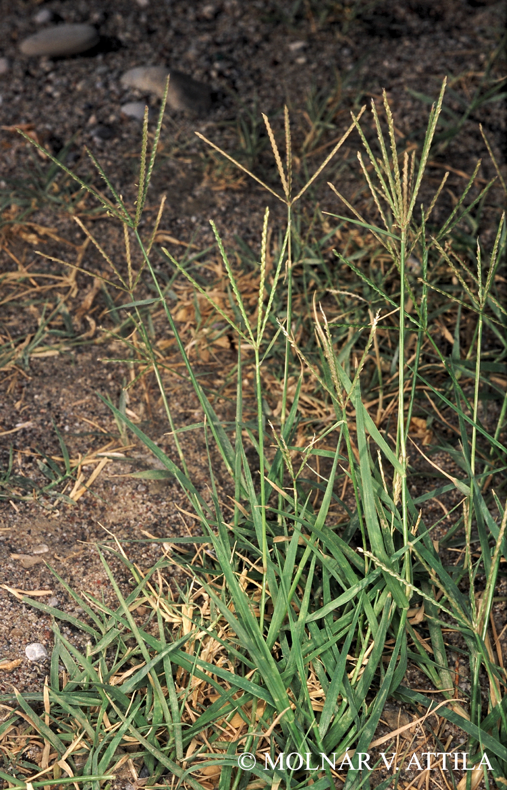 Cynodon dactylon (L.) Pers.